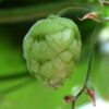 hop-uk-sbi