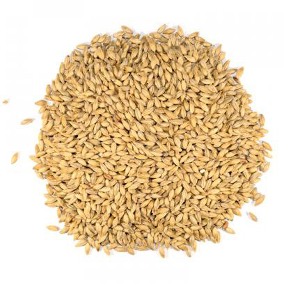 dingemans-pilsen-md-belgium-origin